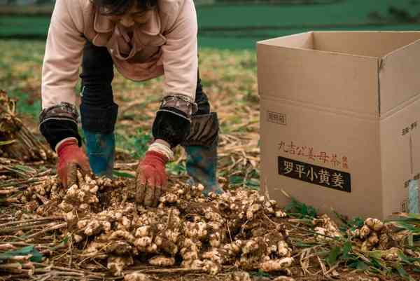 九吉公姜母茶只做真材实料，只用纯正品质，独树一帜 第2张图片 