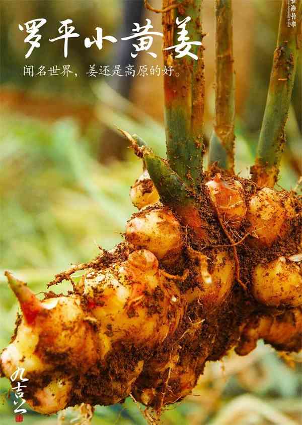 九吉公|总有一番滋味在心头 第6张图片 