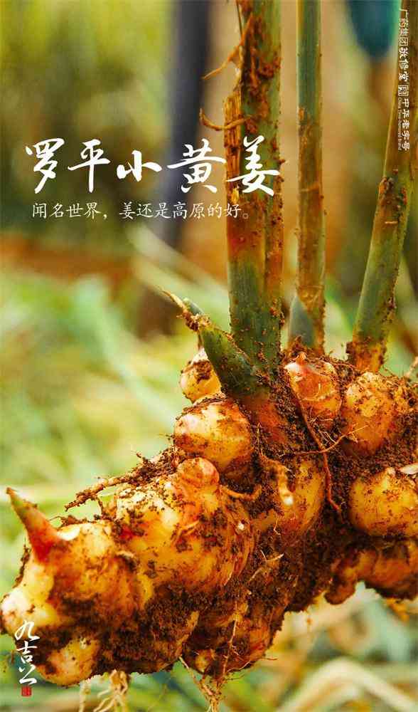 九吉公|一方水土，一方人，一方好物 第6张图片 