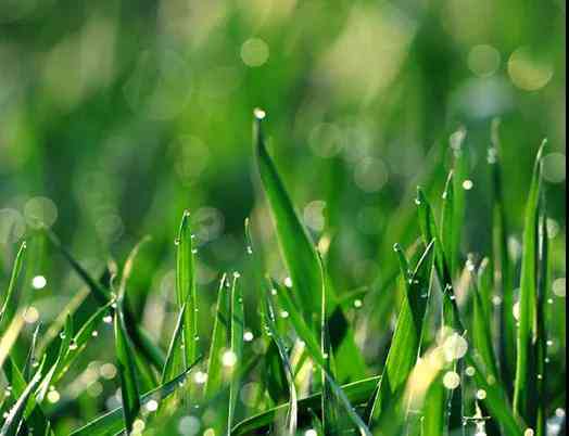 九吉公|谷雨至，春已晚 第2张图片 