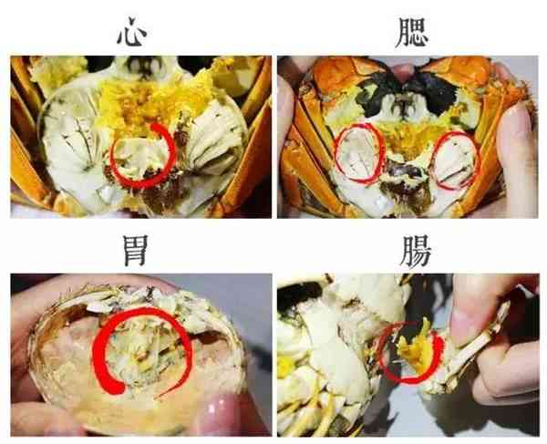 九吉公姜母茶 | 吃了这么多年螃蟹，你吃对了吗？ 第5张图片 