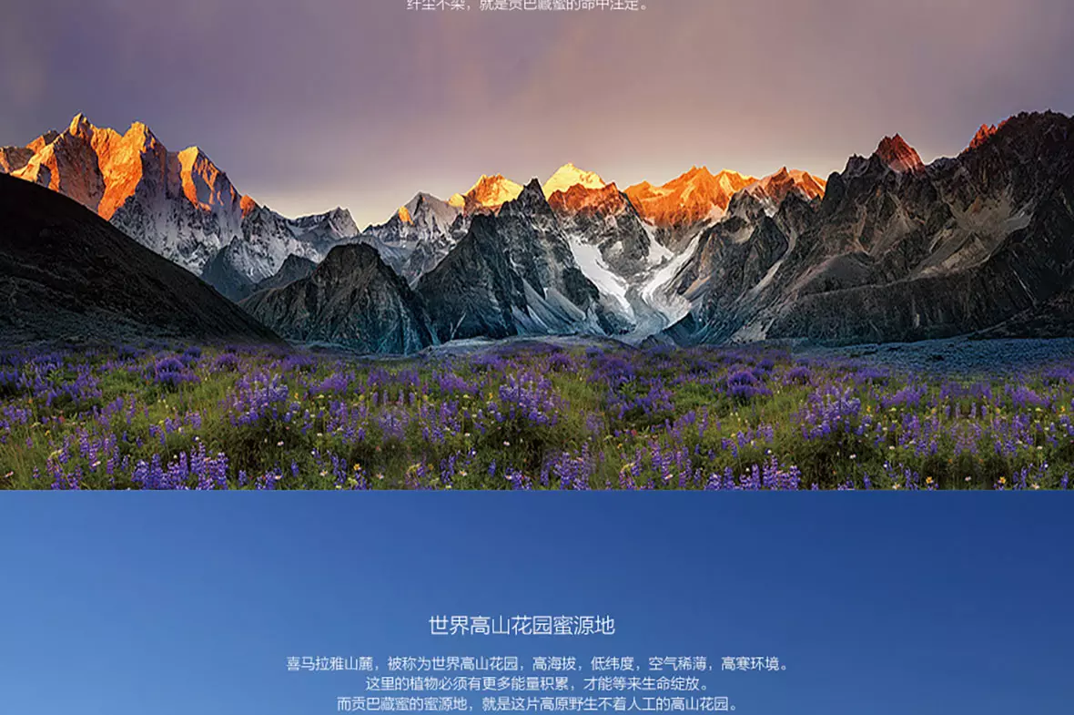 贡巴藏蜜 第5张图片 