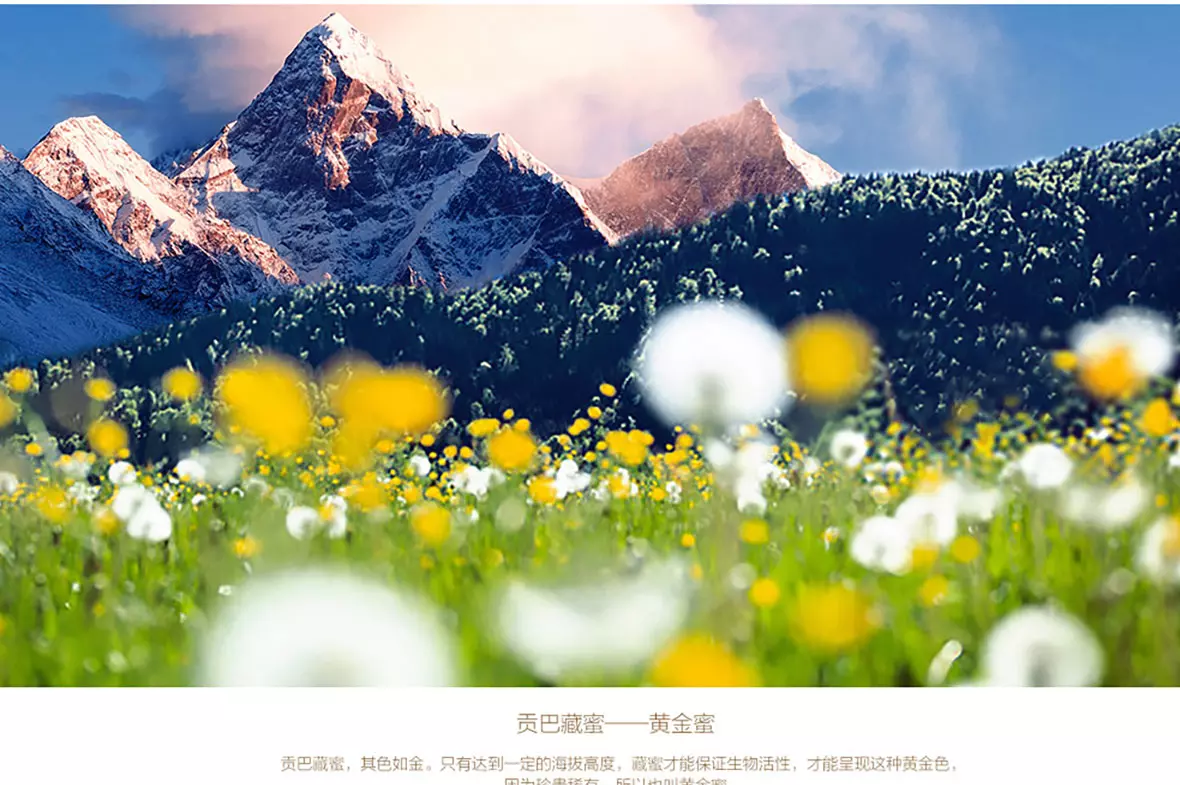 贡巴藏蜜 第12张图片 