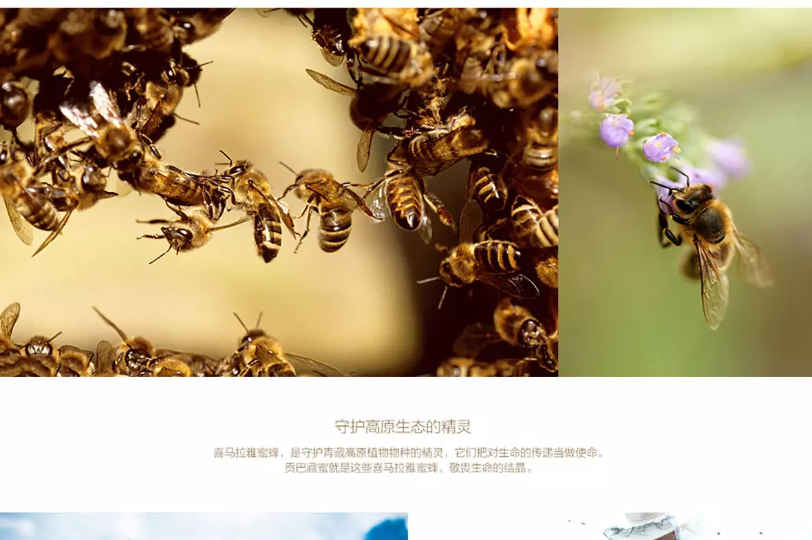 贡巴藏蜜 第8张图片 