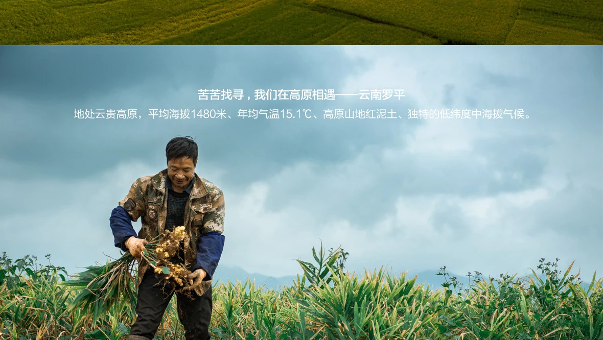 九吉公姜母茶