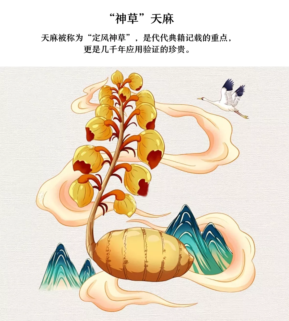 蜜制天麻片