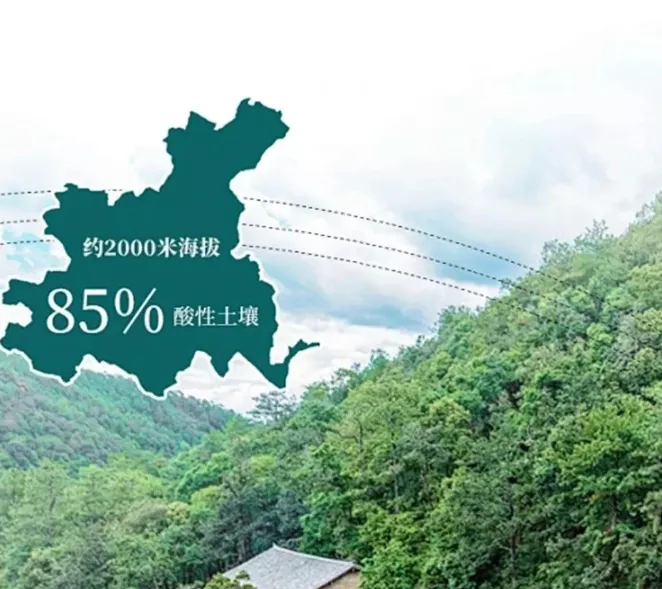 贡巴藏蜜·蜜制天麻片|让典籍中的珍贵走进每个人的生活 第4张图片 