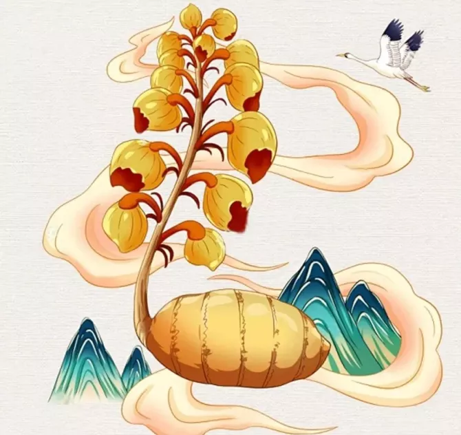 贡巴藏蜜·蜜制天麻片|让典籍中的珍贵走进每个人的生活 第2张图片 
